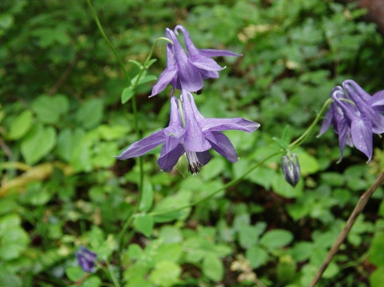 Aquilegia vulgaris
